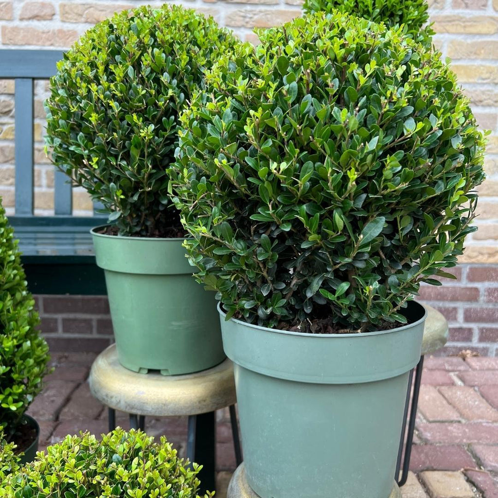 Ilex crenata 'Jenny' – Stechpalme Kugeln – Ø25cm – 2 Pflanzen – Buchsbaum – Alternative – Pflegeleichte & Winterharte Gartenpflanzen – Plant