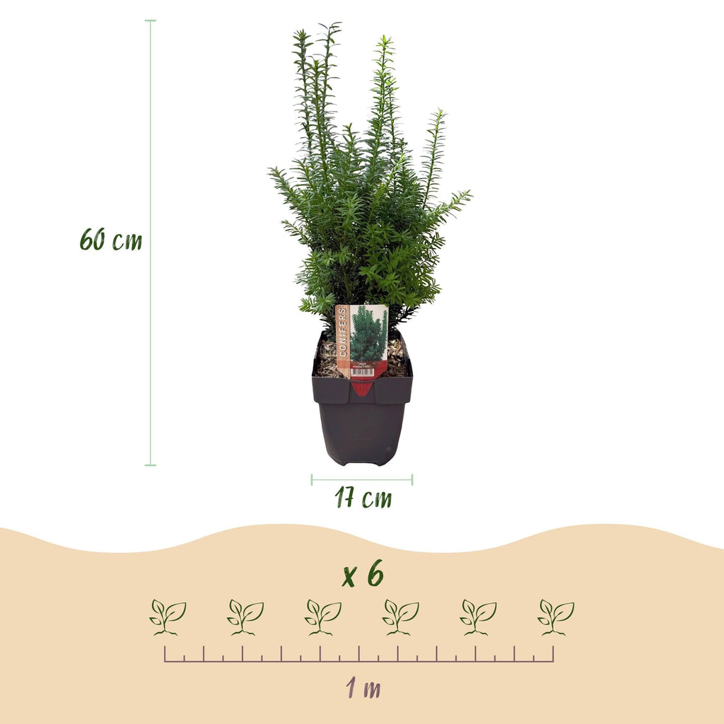 Taxus media Hillii – 6 Pflanzen für 1 Meter Hecke – Immergrün & winterhart – Eibe für dichte, schnittfeste Hecken – Ø17cm – Höhe ca. 60cm – Plant