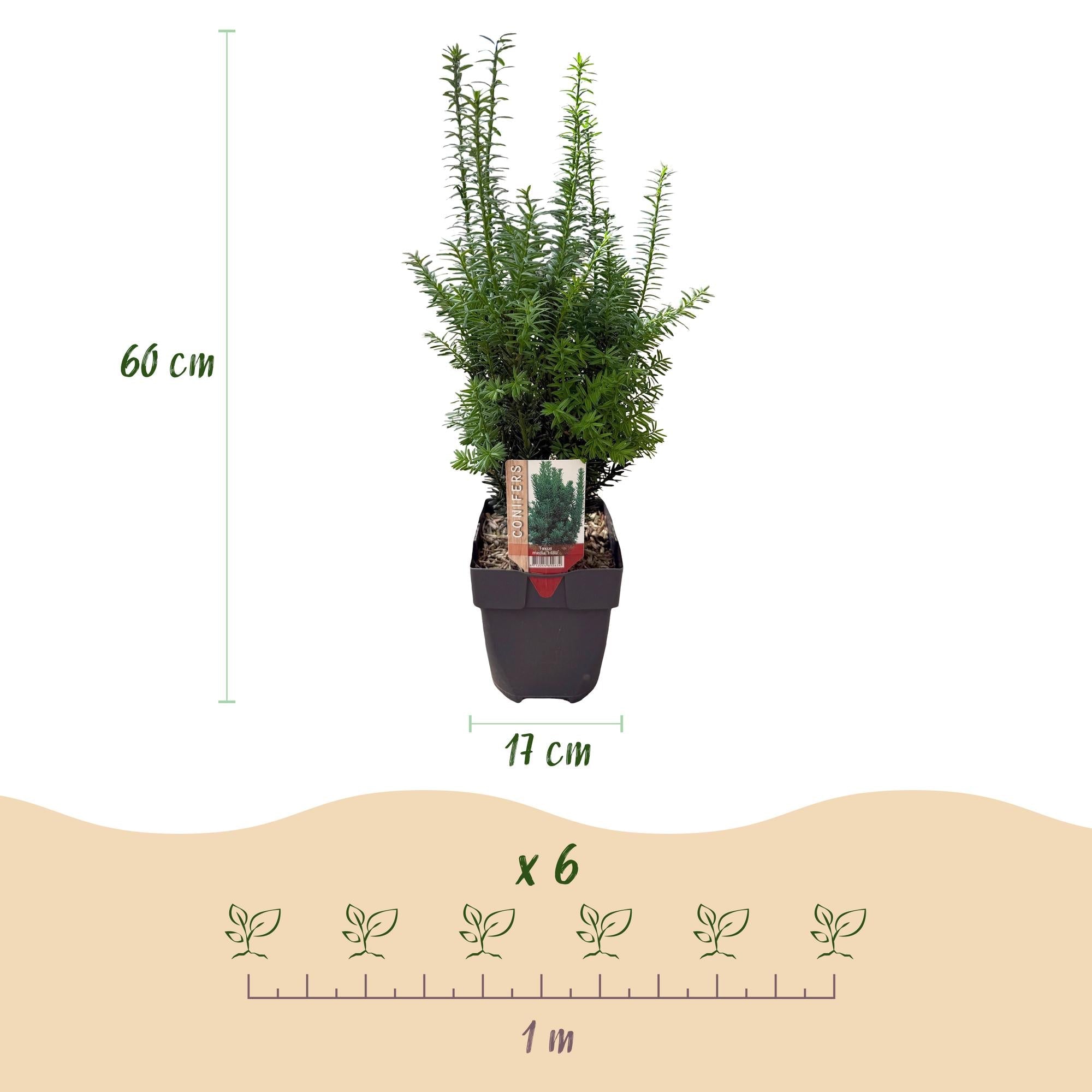 Taxus media Hillii – 6 Pflanzen für 1 Meter Hecke – Immergrün & winterhart – Eibe für dichte, schnittfeste Hecken – Ø17cm – Höhe ca. 60cm – Plant
