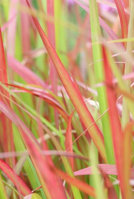 Japanisches Blutgras Imperata cylindrica 'Red Baron' – ↕10-25cm – Ø9cm – Winterhartes Ziergras mit roten Blattspitzen – Plant