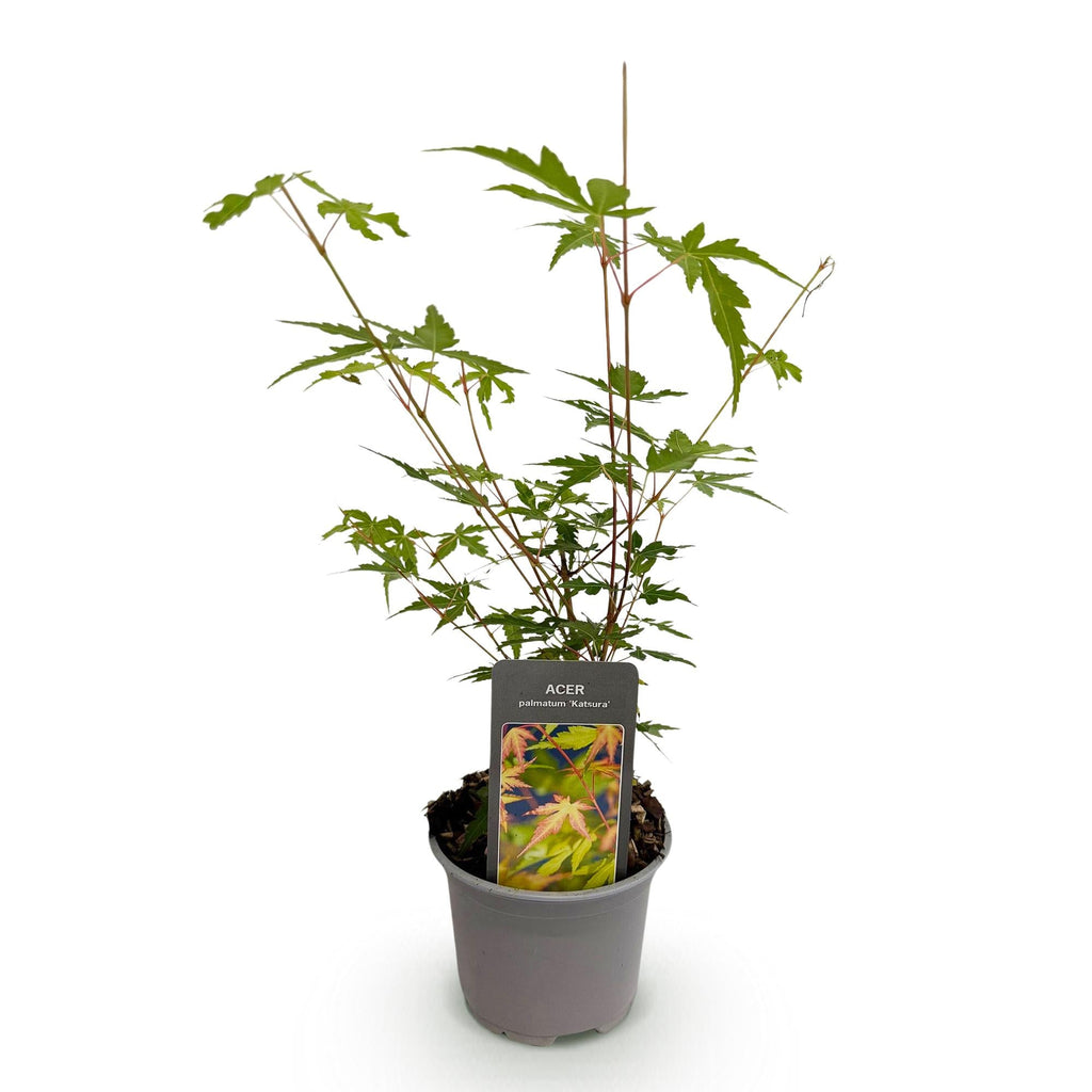 Ahorn Acer palmatum Sangokaku – 12cm – Höhe ca. 35cm – Hellgrünes Laub & goldene Herbstfärbung – Laubabwerfender pflegeleichter Zierstrauch – Plant