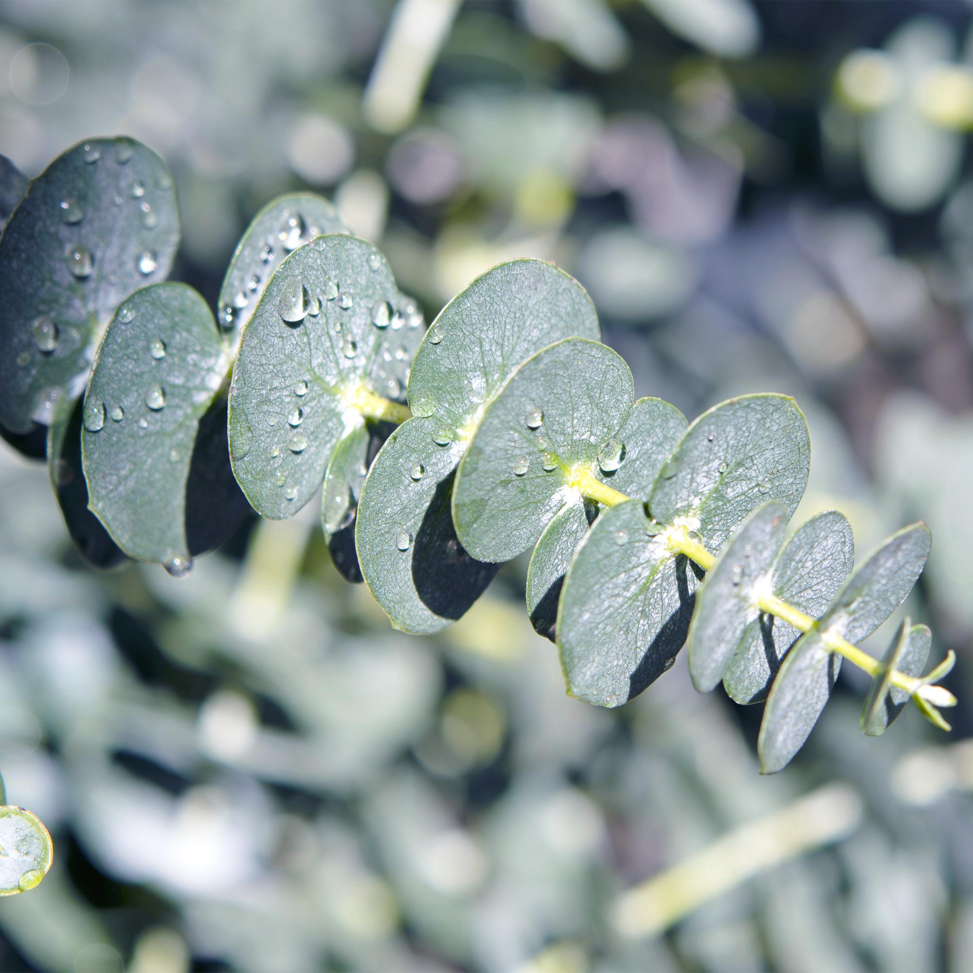 Eukalyptusbaum Eucalyptus gunnii – Winterhart – Topf Ø14cm, Höhe ca. 30cm – Duftende Terrassenpflanze – Blaugrüne Blätter – Plant