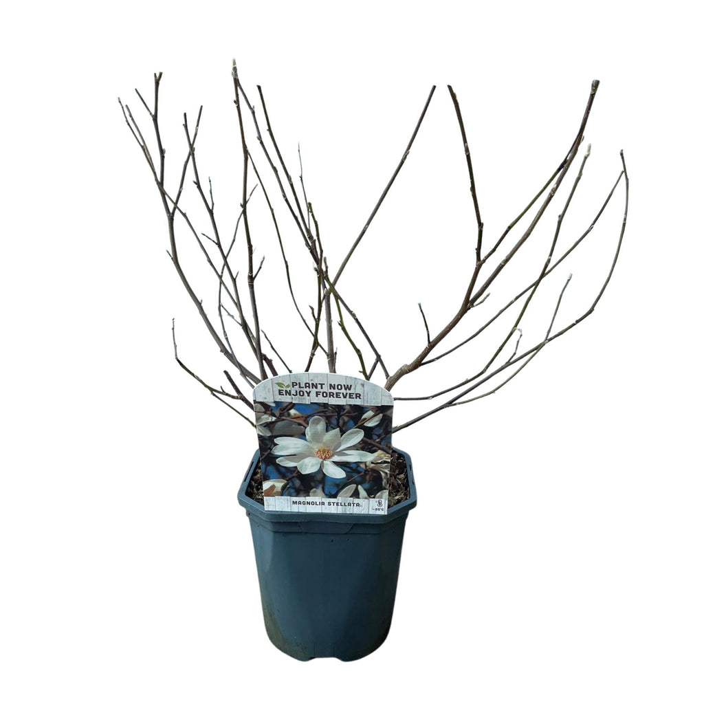 Stern – Magnolie Magnolia Stellata – Strauch – Blüte Weiß – Laubabwerfend – Frühjahrsblüher – Pflegeleicht – 17cm Höhe 45cm – Für Garten & Terrass – Plant