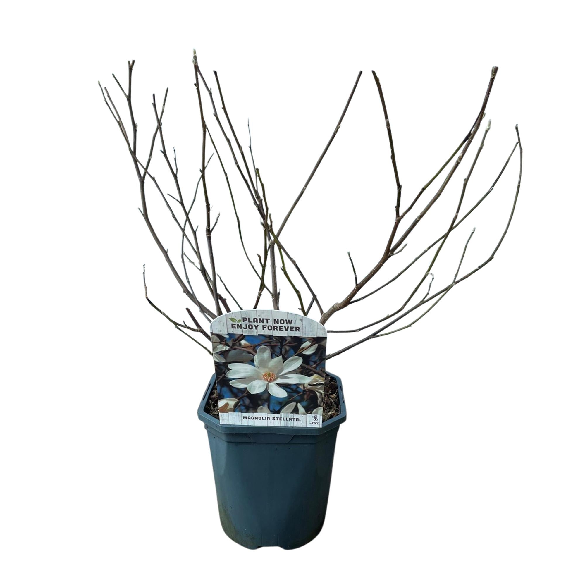Stern – Magnolie Magnolia Stellata – Strauch – Blüte Weiß – Laubabwerfend – Frühjahrsblüher – Pflegeleicht – 17cm Höhe 45cm – Für Garten & Terrass – Plant