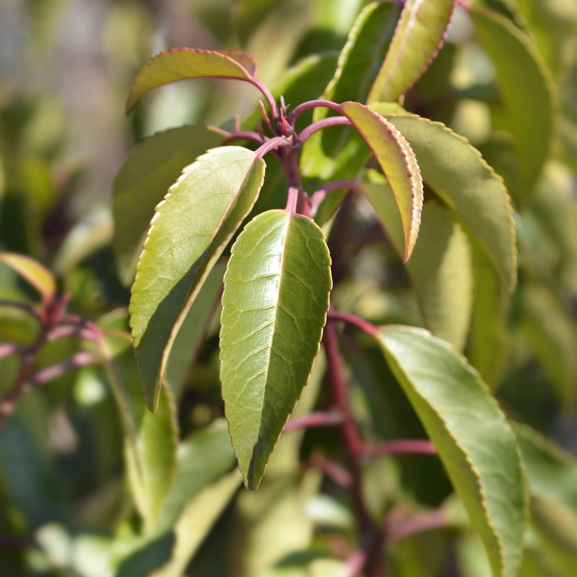 Prunus lusitanica Angustifolia – Chickasa – Pflaume – Immergrüne Heckenpflanze – Blatt Grün – 9cm x H30-35cm – pflegeleicht – 8 Pflanzen – Plant