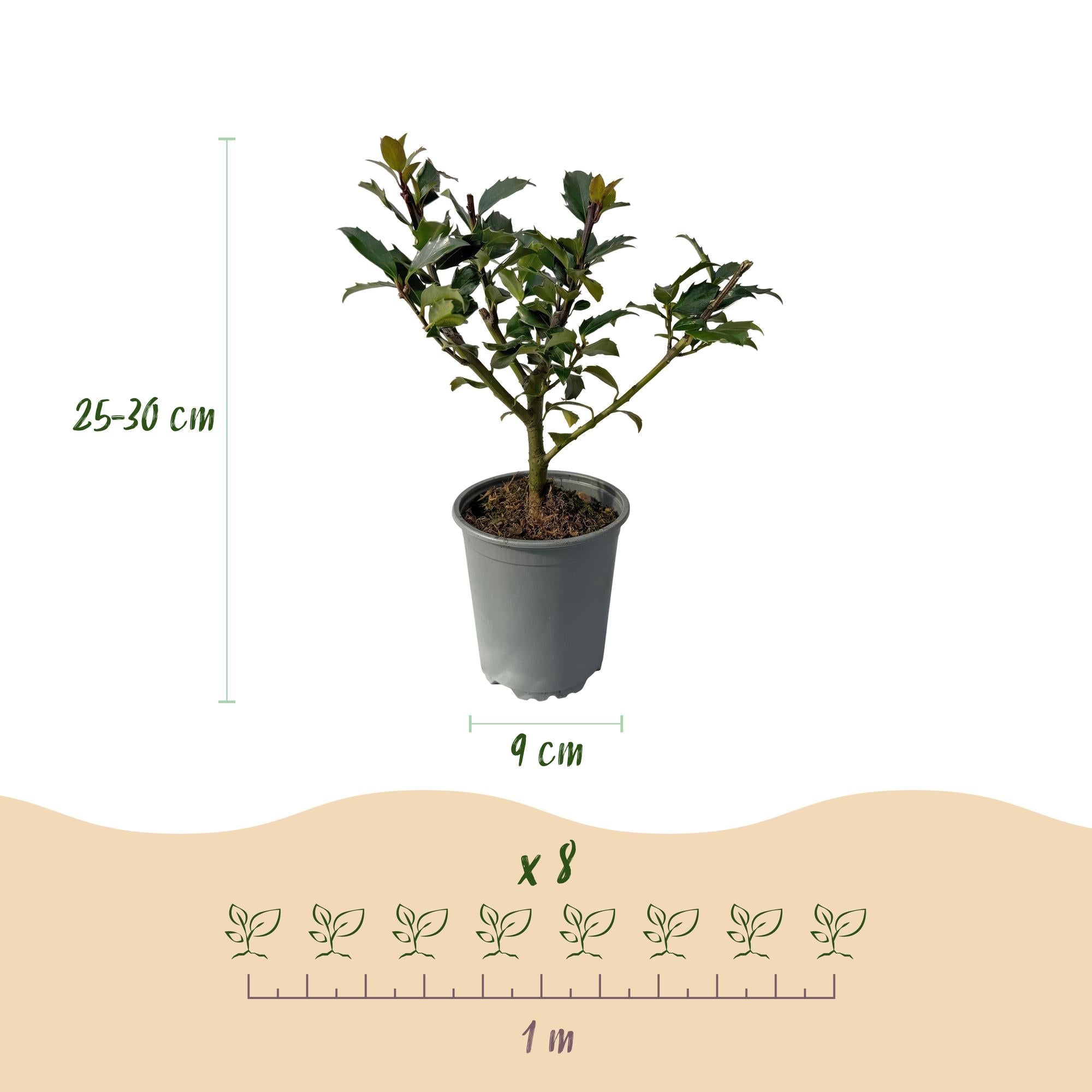 Stechpalme – Ilex meserveae Blue Maid – Heckenpflanze – Blatt grün – 8 Pflanzen – 1 laufender Meter – immergrün – 9cm Höhe 25-30cm – Plant