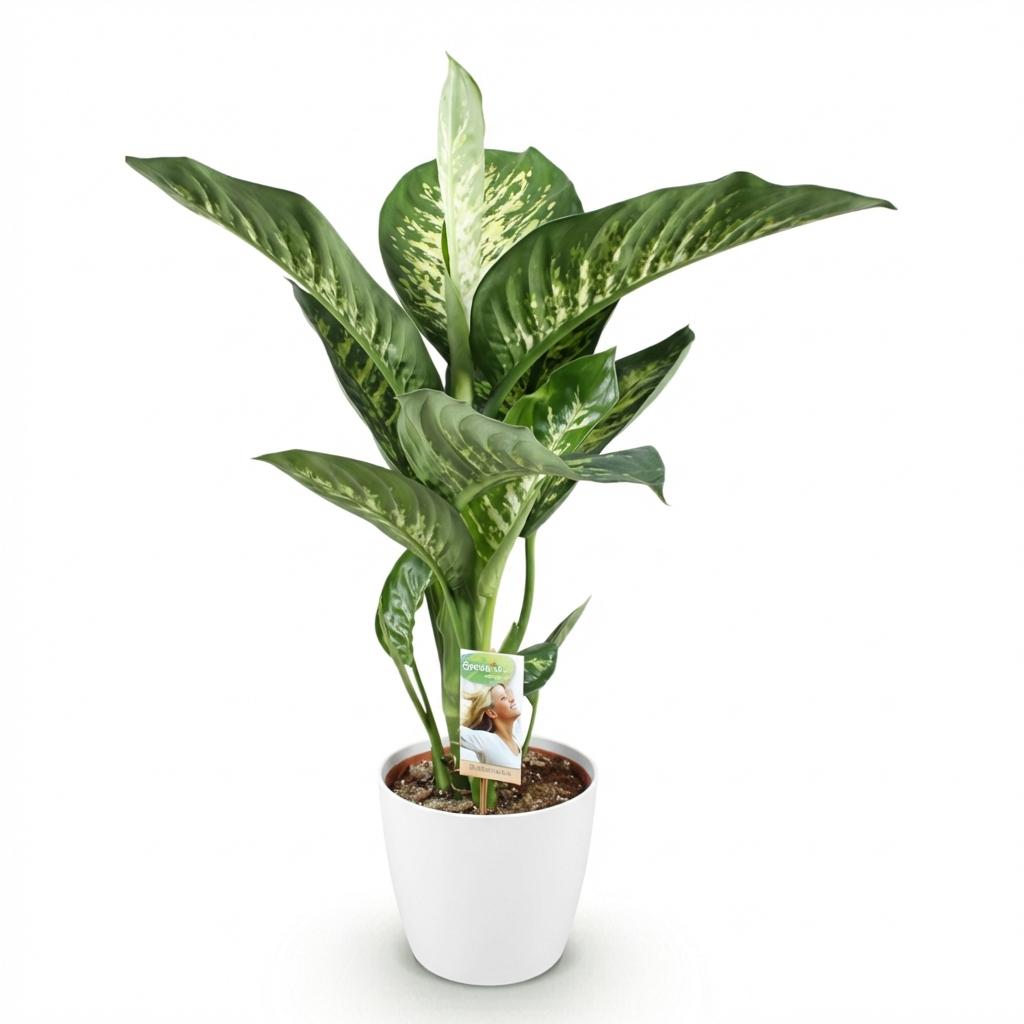 Dieffenbachia Tropic Snow Zimmerpflanze mit weißem Topf Ø21cm Höhe 90-100cm Pflegeleichte große Grünpflanze mit weiß
