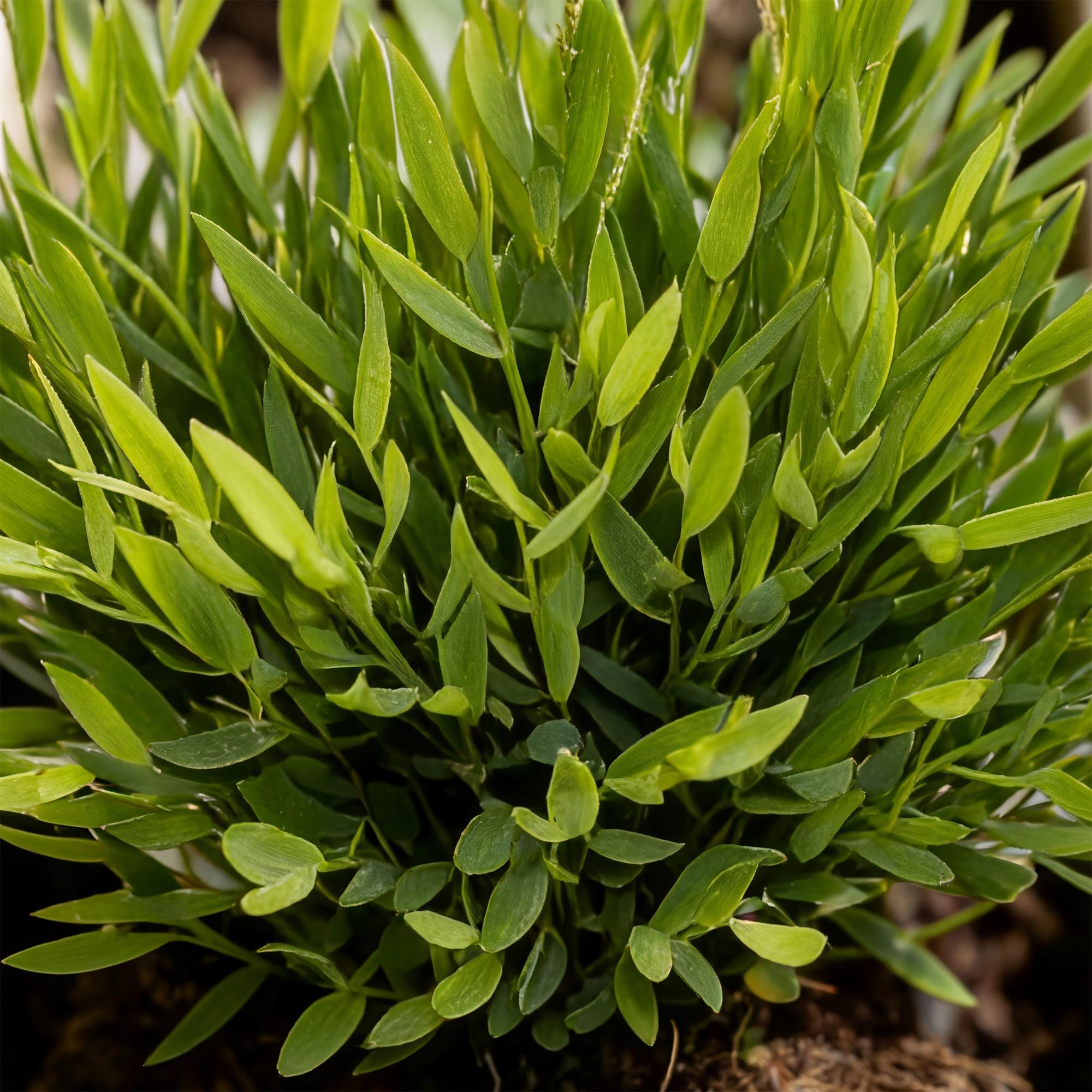Bambus Pogonatherum Monica – Ø12cm Höhe 30-35cm – Bambusgras Zimmerpflanze mit feinem Blattwerk – Haustierfreundliche Grünpflanze