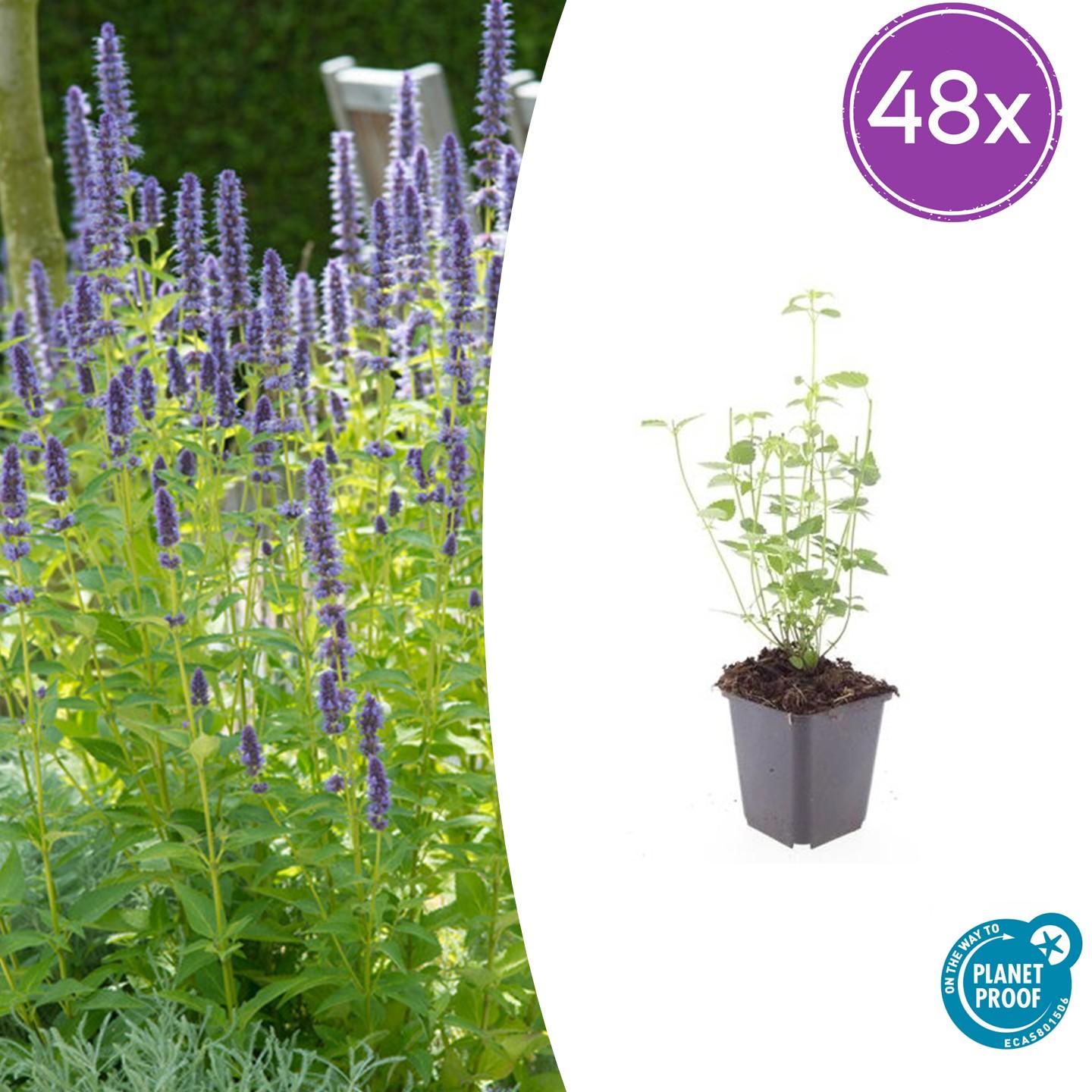 Asiatische Duftnessel Agastache 'Black Adder' – Staude mit dunkelvioletten Blüten – Ø9cm – Blütezeit Sommer bis Herbst – Plant