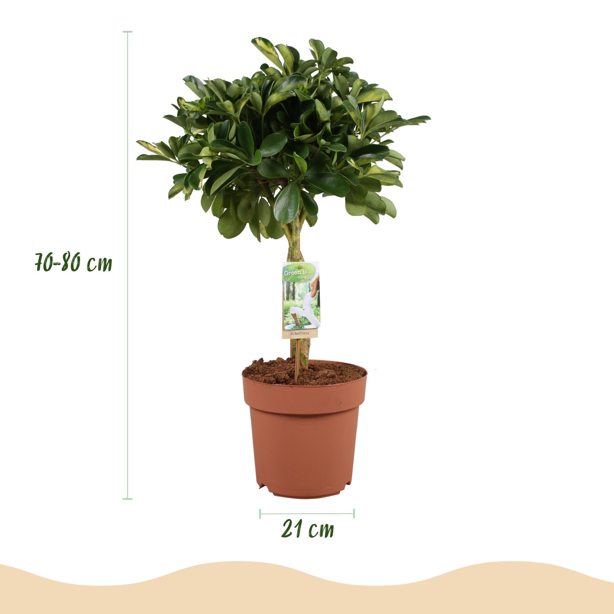 Schefflera Gold Capelle Fingerbaum Pflanze mit grauem Topf Ø21cm Höhe 70-81cm Pflegeleichte Grünpflanze mit goldenen Blattakzenten für Zimmer & Büro