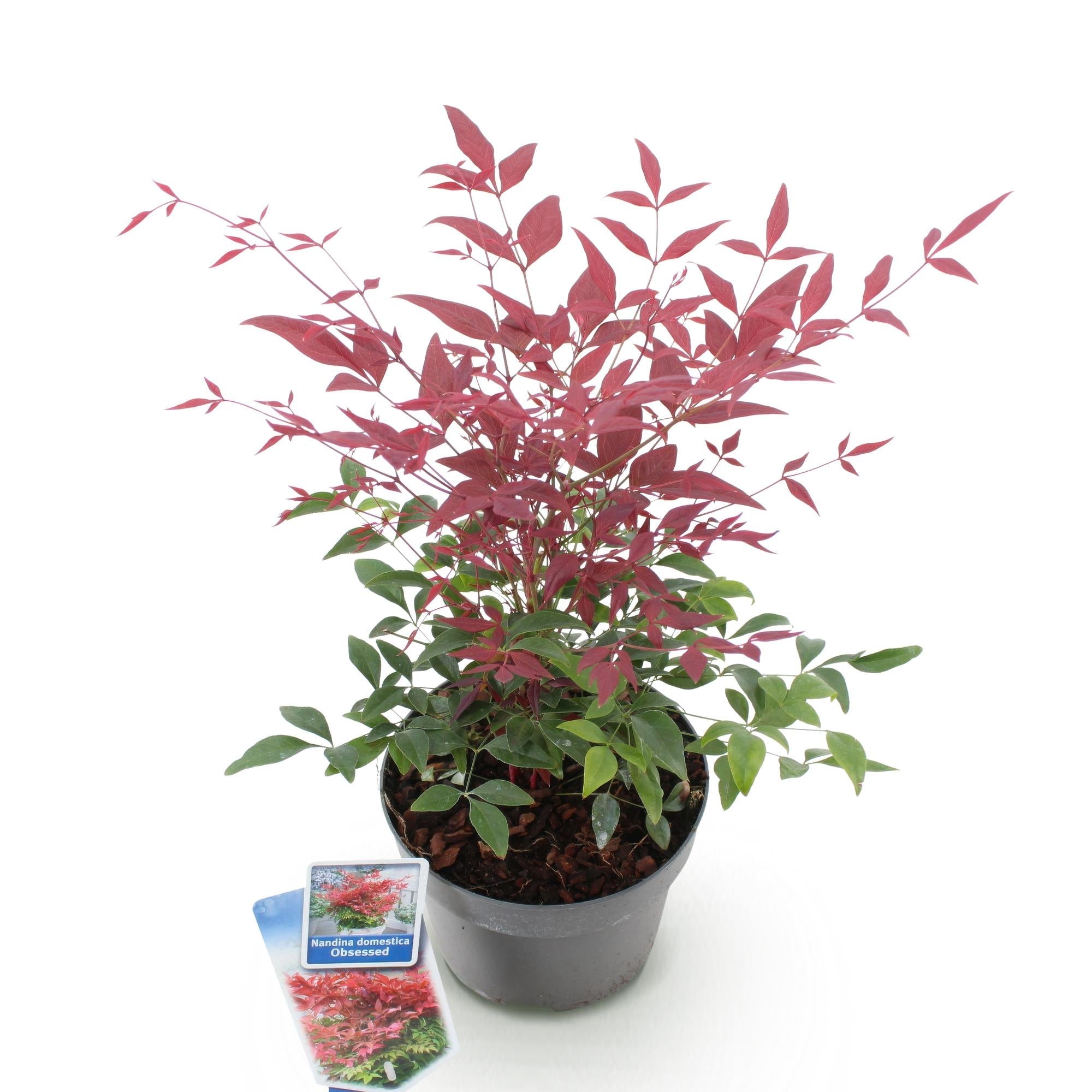 Heiliger Bambus Nandina Obsessed – 17cm Höhe ca.45cm – Immergrün & farbintensiv – Rotes Laub für Beet Balkon Terrasse – Pflegeleichter Zierstrauch – Plant
