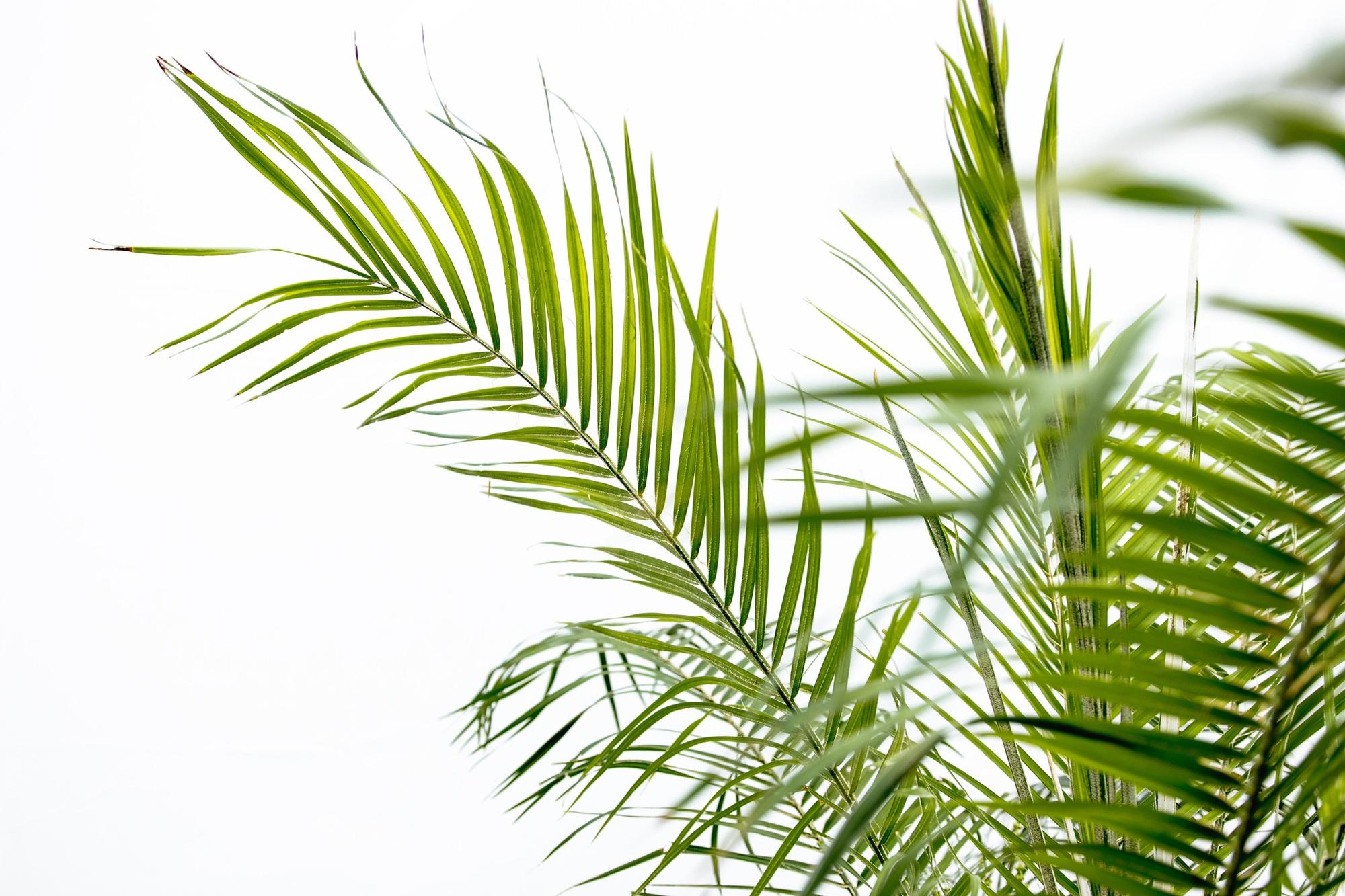 Phoenix Roebelenii auf Stiel – 190-200cm – Edle Zwerg – Dattelpalme für Innen & Außen – Exotische Palme mit gefiederten Blättern – Plant