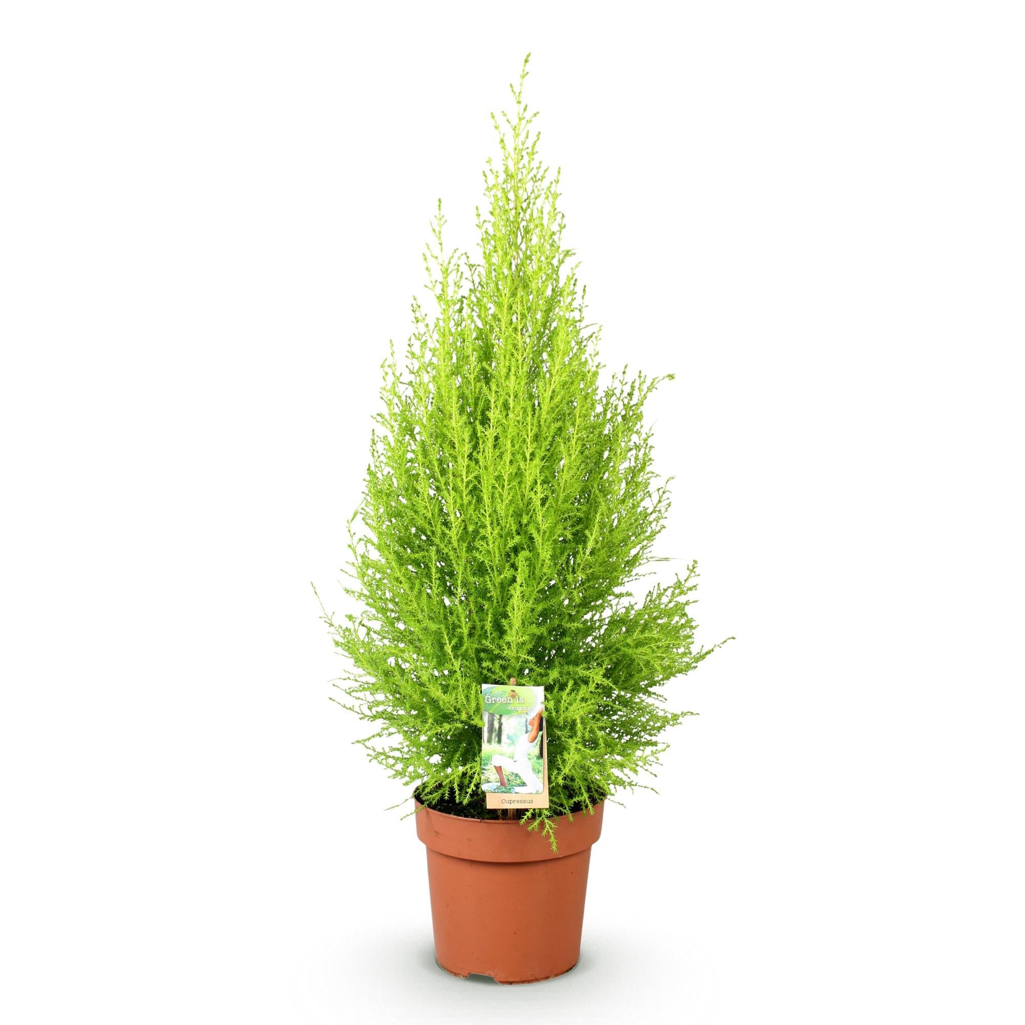 Cupressus Gold Crest Wilma – Zimmerkonifere – 21cm – Höhe 85-95cm – Pflegeleichte goldgrüne Pflanze für Wohnzimmer, Büro und moderne Interieurs – Plant