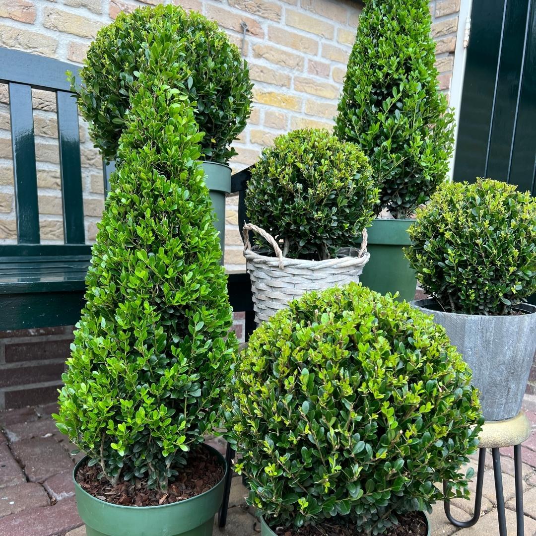 Stechpalme Ilex crenata Pyramide – ↕55cm – Ø21cm – Immergrüner, winterharter Buchsbaum – Ersatz für Garten, Terrasse & Topf – Plant