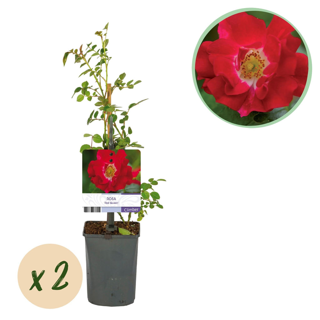 Kletterrose – Rosa Red Queen – Rote Blüten – Stark duftend – 2 Pflanzen – 11cm – Höhe 40cm – Geringer Pflegeaufwand – Plant