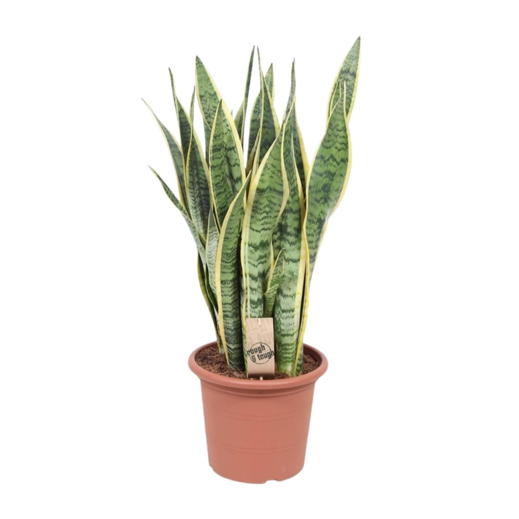 Bogenhanf – Sansevieria Trifasciata Laurentii – Ø25cm x ↕85cm – Schwiegermutterzunge mit gelb gerandeten Blättern – Plant