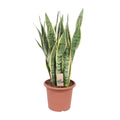 Bogenhanf – Sansevieria Trifasciata Laurentii – Ø25cm x ↕85cm – Schwiegermutterzunge mit gelb gerandeten Blättern – Plant