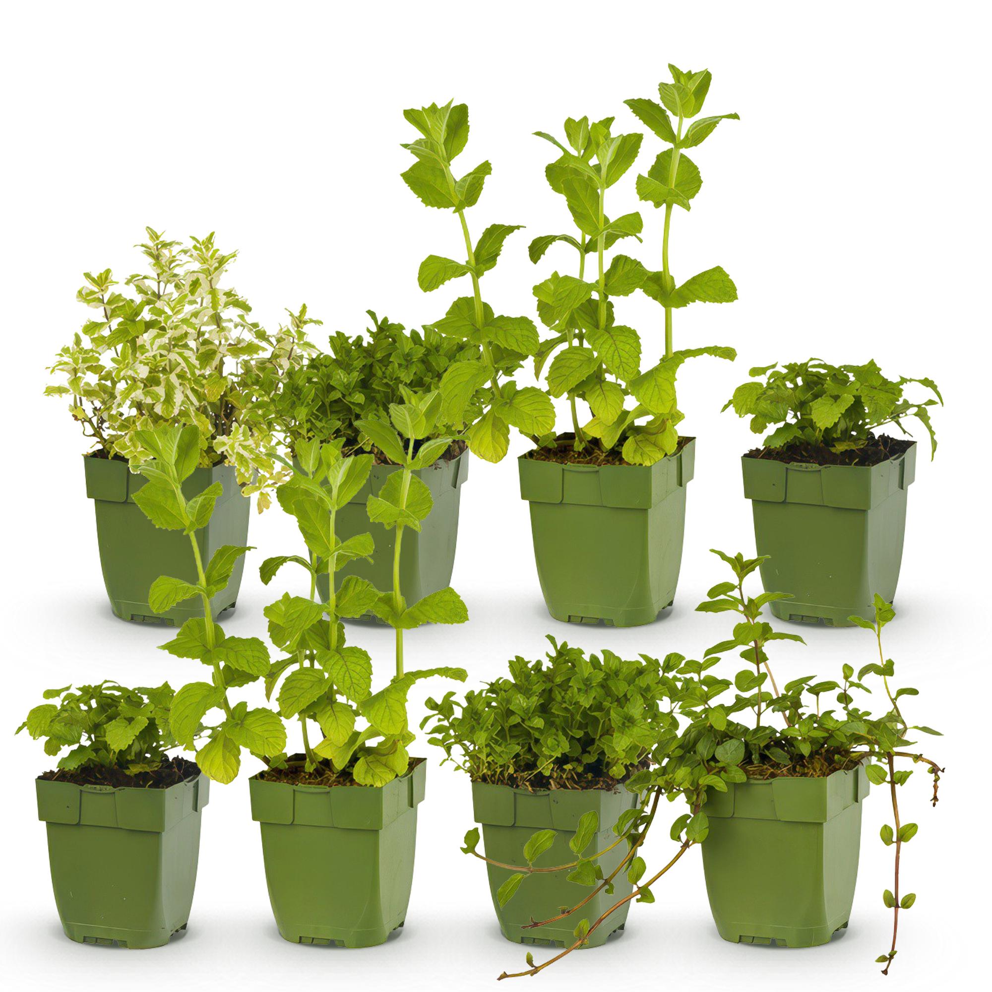 Staudenset Teekräuter – 6 aromatische Kräuterstauden für ca. 1m² – Für frischen Kräutertee aus dem eigenen Garten – Pflegeleichtes Kräuterpaket – Plant