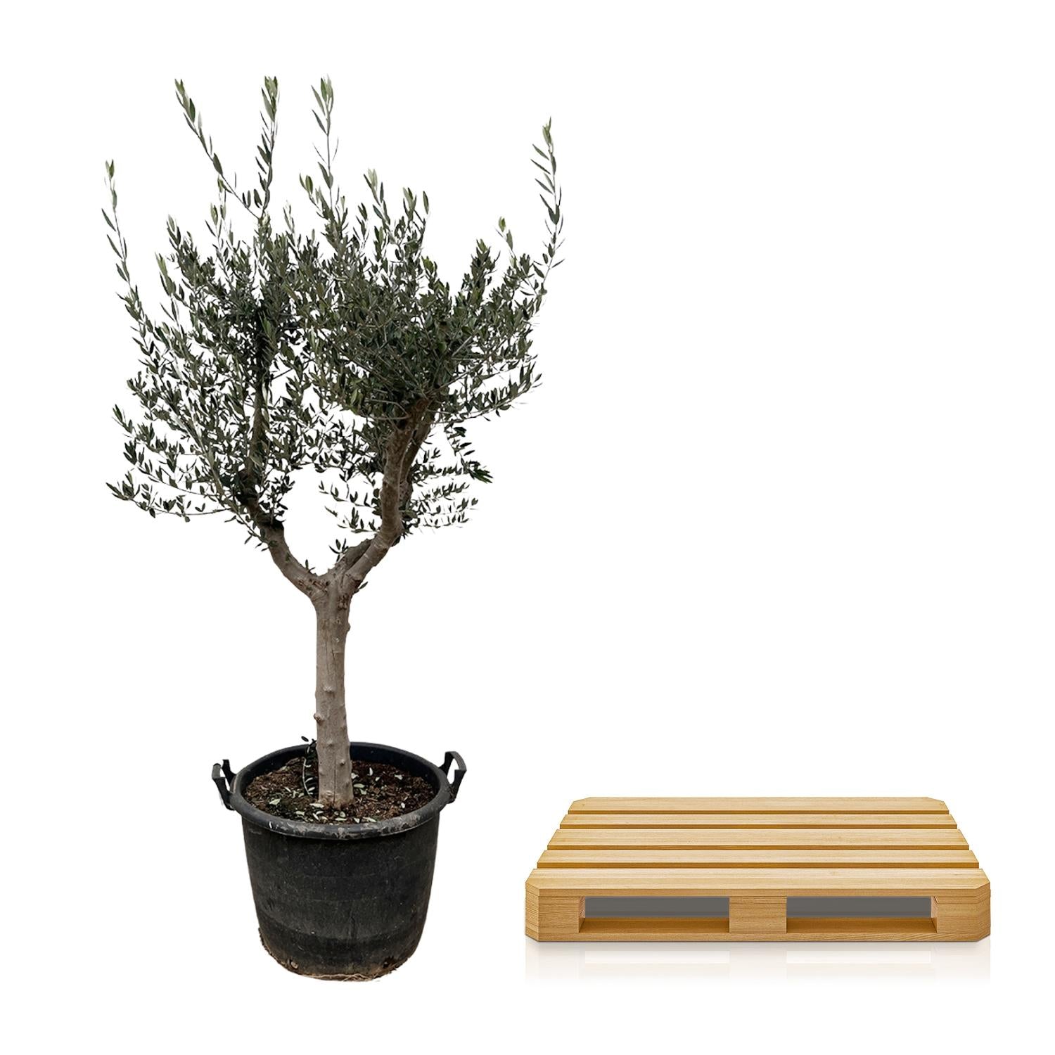 Olivenbaum – Olea europaea ‘Cultivo’ – ca. 220cm hoch – Ø40cm – mediterraner Großbaum – für Garten, Terrasse & Wintergarten – Plant