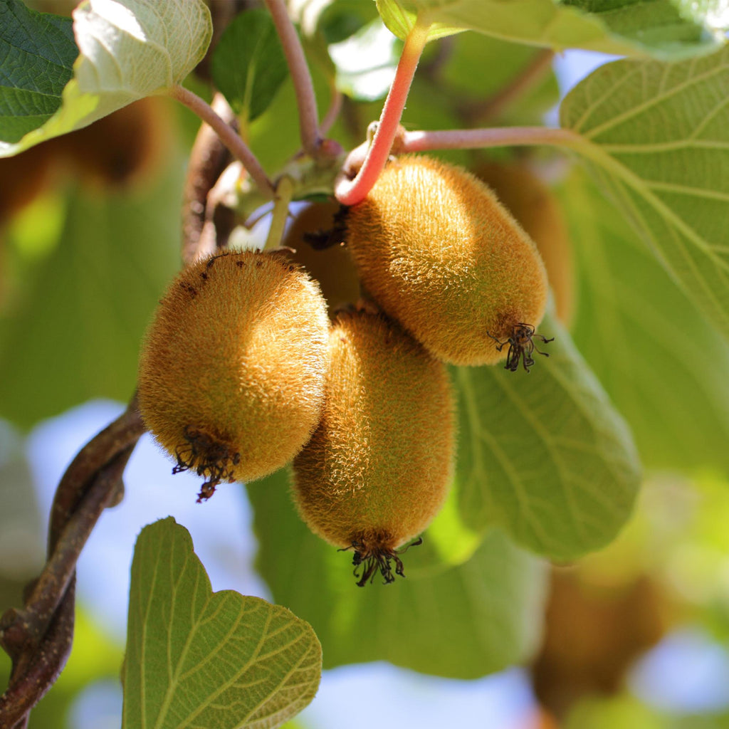 Actinidia deliciosa Golden Kiwi – 2 Obstpflanzen – Süße gelbe Früchte – Ø15cm Höhe 50cm – Einfach zu pflegen & vitaminreich – Plant