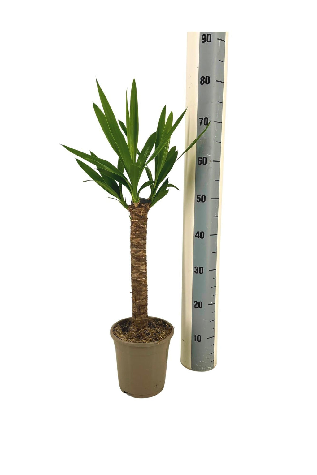 Riesen-Palmlilie Yucca Elephantipes Zimmerpflanze Ø17cm – ↑60-80cm – Robuste Yucca mit tropischem Look – Wenig Wasserbedarf – Für Wohnräume & Büros – Plant