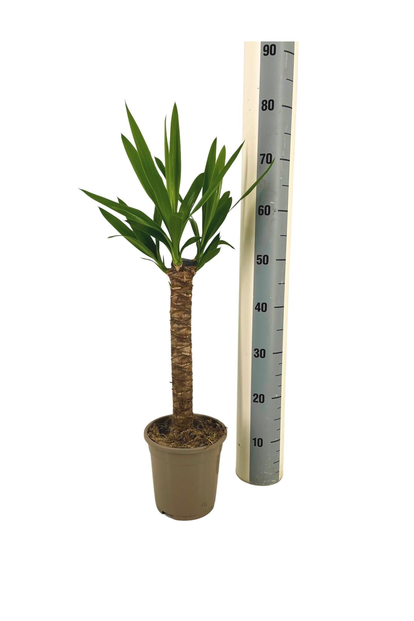 Riesen-Palmlilie Yucca Elephantipes Zimmerpflanze Ø17cm – ↑60-80cm – Robuste Yucca mit tropischem Look – Wenig Wasserbedarf – Für Wohnräume & Büros – Plant