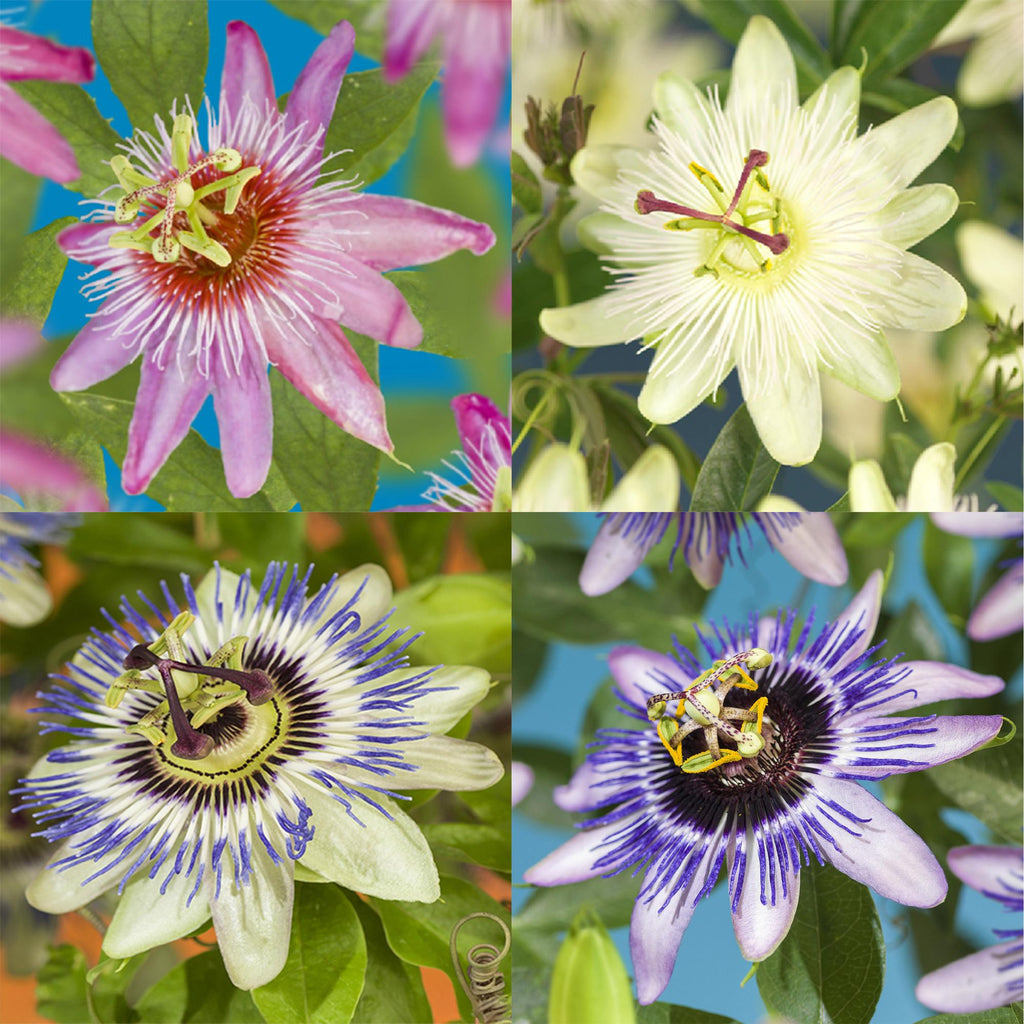 Passionsblume Passiflora Rainbow – 4 Pflanzen 11cm – ca. 40cm hoch – Exotische Kletterpflanze mit rosa, weißen & lila Blüten – Plant