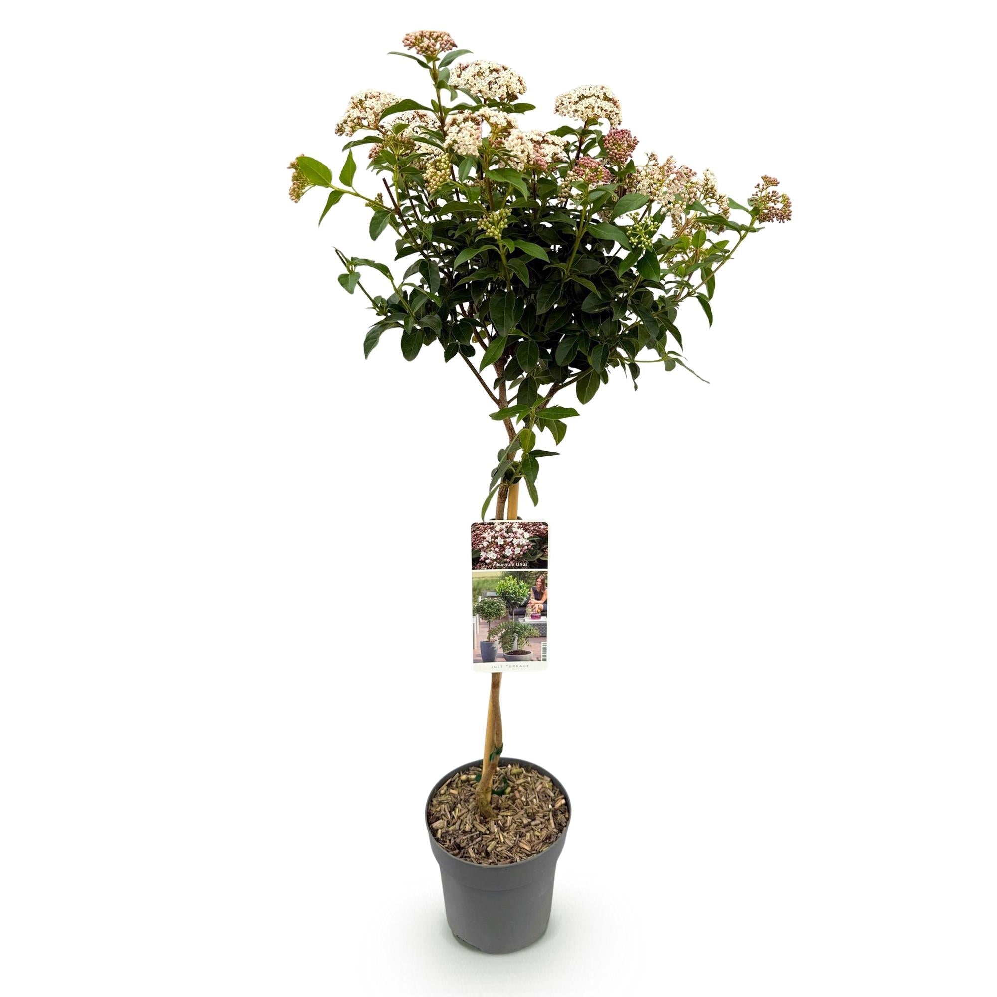 Viburnum tinus – Immergrüner Schneeball – Stamm – Pflanze – Ø19cm – Höhe ca. 90cm – Winterblüher – pflegeleicht – Für Terrasse, Balkon & Garten – Plant