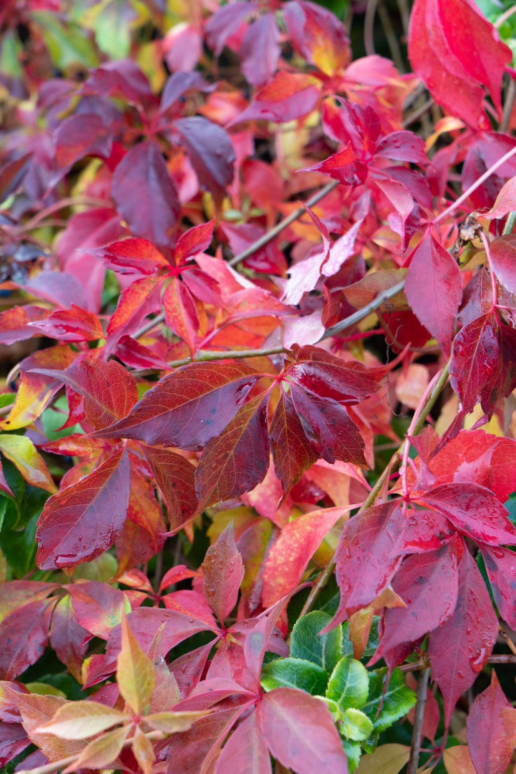 Jungfernrebe – Parthenocissus henryana – Ø15cm – ↕65cm – Farbintensive Kletterpflanze mit roter Herbstfärbung – Plant