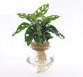 Fensterblatt Monstera adansonii im Bolglas – Zimmerpflanze – Ø12cm – 25cm hoch – Hydrokultur im dekorativen Glas – Pflegeleicht & modern – Plant