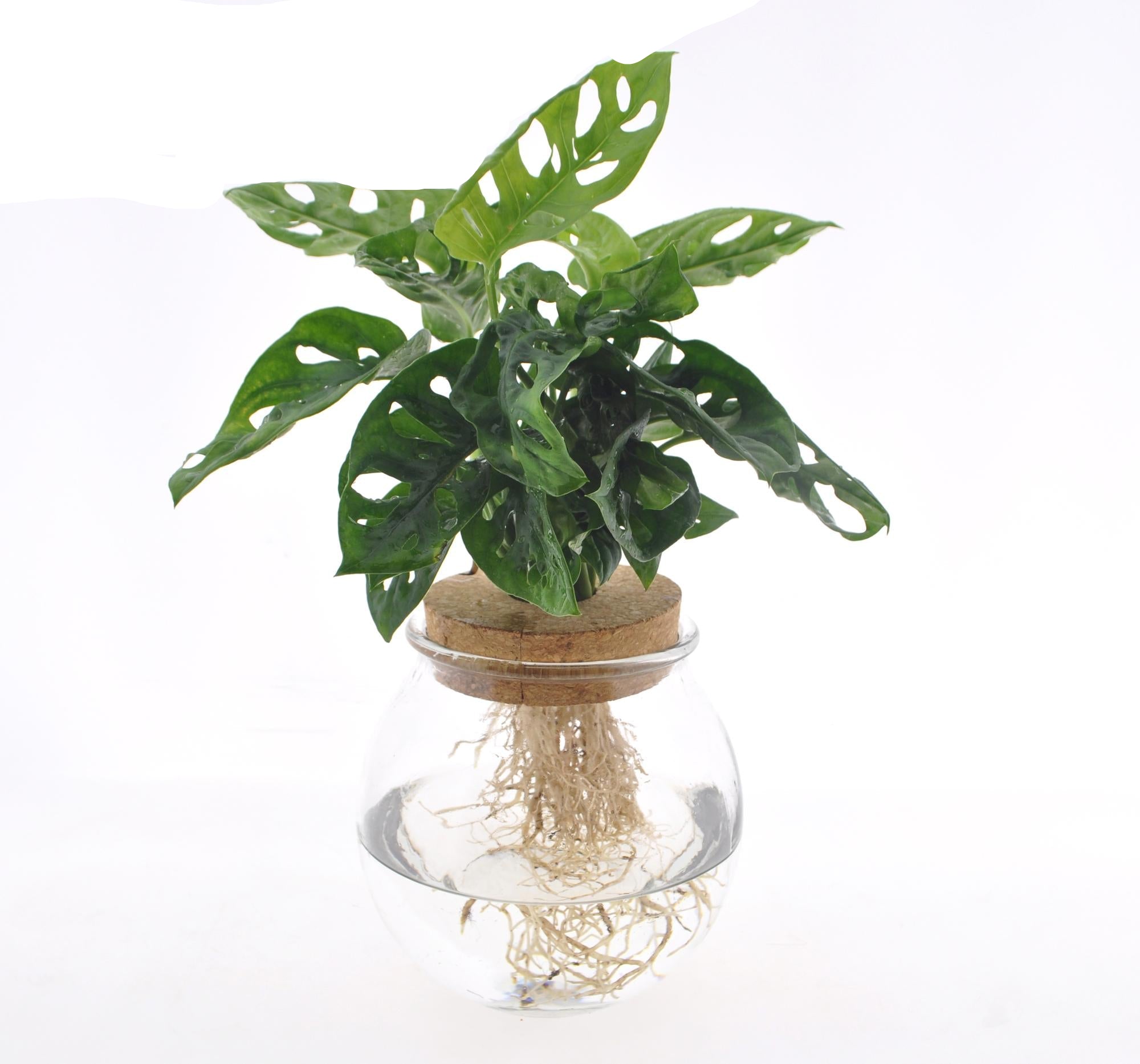 Fensterblatt Monstera adansonii im Bolglas – Zimmerpflanze – Ø12cm – 25cm hoch – Hydrokultur im dekorativen Glas – Pflegeleicht & modern – Plant