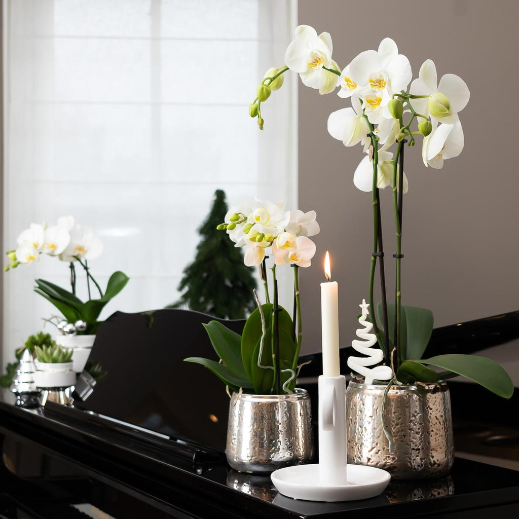 Weiße Phalaenopsis Orchidee Amabilis – 2-3 Zweige – Luxus – Ziertopf Silber Ø9cm – Höhe 40cm – Blühende Zimmerpflanze – Frisch vom Züchter – Plant