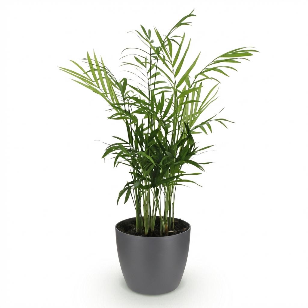 Chamaedorea elegans Pflanze Mit Grauem Topf Ø12cm Höhe ca.15cm Goldpalme Haustierfreundlich Luftreinigend Pflegeleicht Für Zimmer Büro & Schlafzimmer
