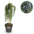 Rosmarin Rosmarinus officinalis Prostratus – 19cm Höhe ca.90cm – Immergrün & winterhart – Lila Blüte – Duftender Kräuterrosmarin – Plant