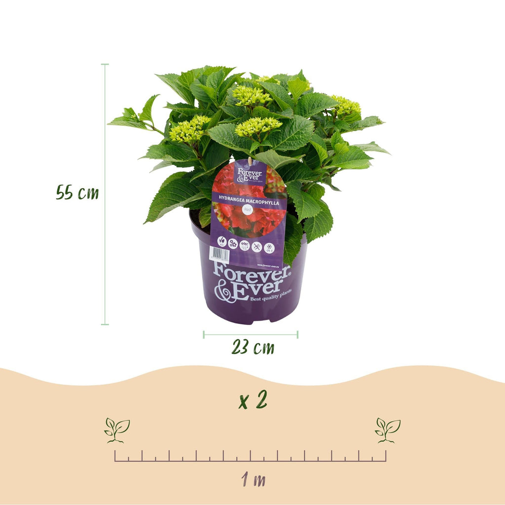 Hortensie Forever & Ever – Hydrangea macrophylla – Rot – Balkonpflanze – 7-12 Blüten – 23cm 55cm hoch – Für Terrasse, Balkon & Beet – Pflegeleicht – Plant
