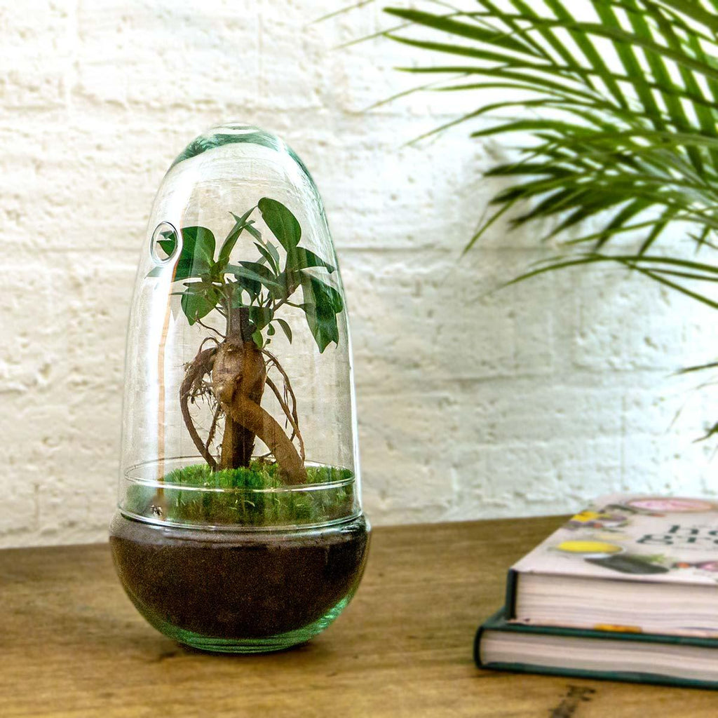 Flaschengarten Egg Bonsai – DIY Terrarium mit Ficus Ginseng – Mini – Biotop – Ø12cm x H25cm – Do – it – yourself – Plant