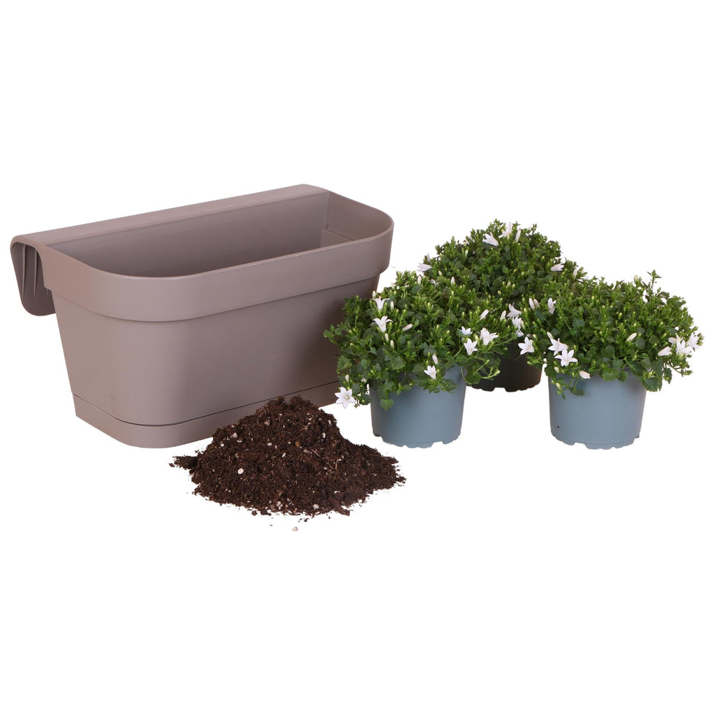 Campanula Addenda Ambella weiß 3er Set mit Balkonpflanzer taupe 36cm – Glockenblume weiß 12cm – inkl Aufhängesystem & Wasserreservoir – Plant