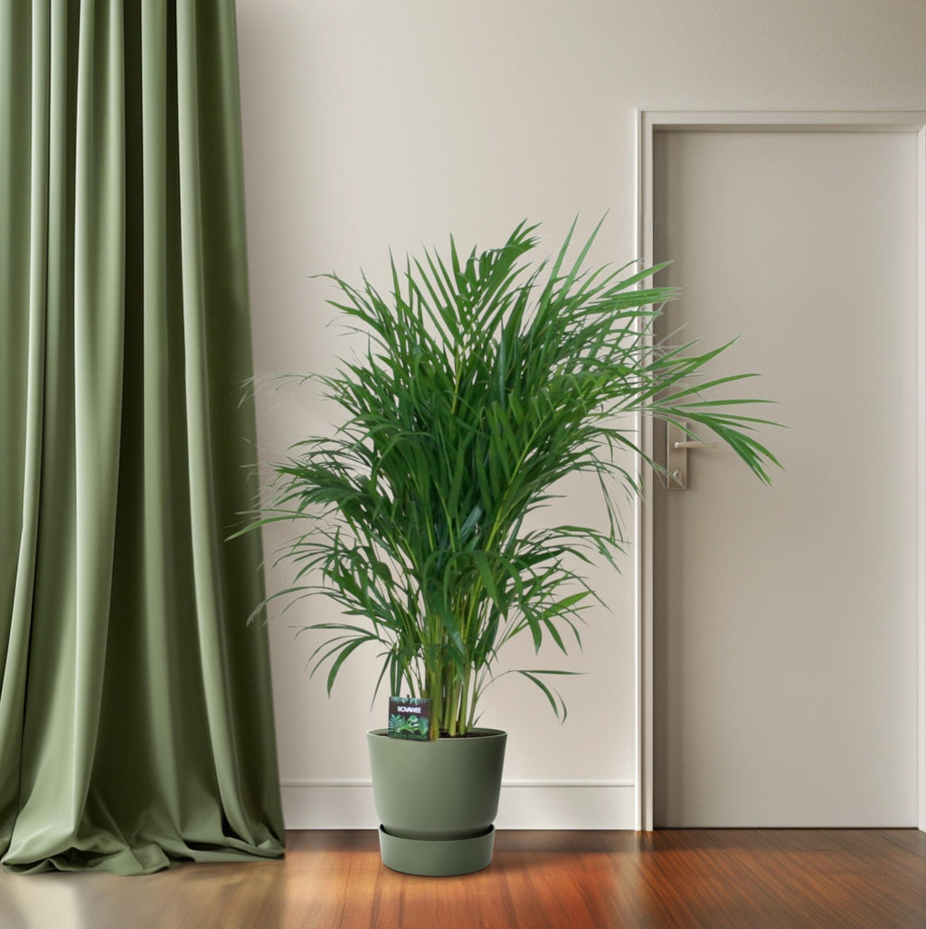 Goldfruchtpalme – Dypsis lutescens – Zimmerpflanze – Luftreinigende Bambuspalme – ca. 100–120 cm hoch – Ø19 cm Topf – Tropisches Raumgrün für Wohnung & Büro – Plant