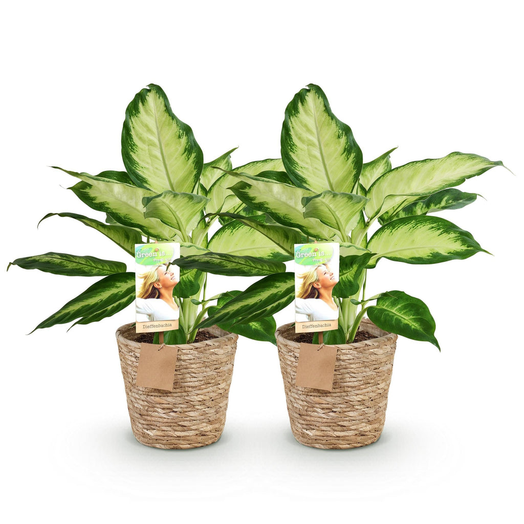 Dieffenbachia Camilla – 2 Pflanzen – 45-50cm – 17cm – Pflegeleichte Zimmerpflanzen mit creme – grün gemusterten Blättern