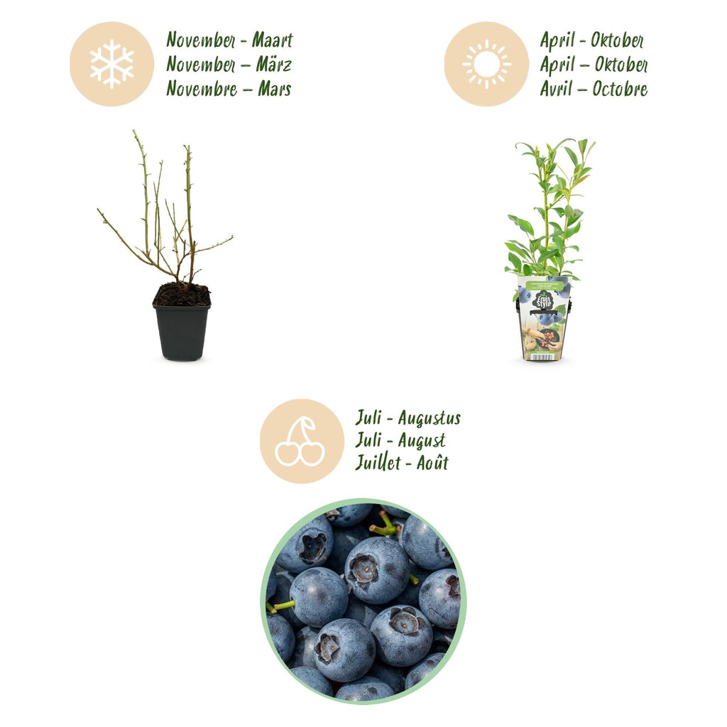 Blaubeere Vaccinium corymbosum Northland winterhart Ø9cm Höhe30cm – Aromatische Blaubeere für Garten Balkon & Terrasse