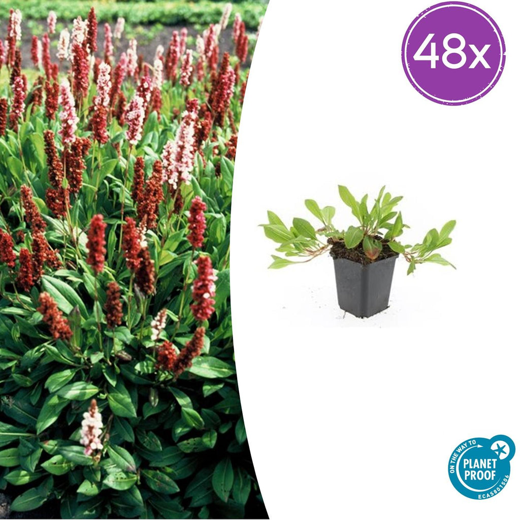 Schneckenknöterich Persicaria aff. 'Darjeeling Red' – ↕10-25cm – Ø9cm – Rotes Laub – Sonne & Halbschatten – Pflegeleichte Staude – Plant