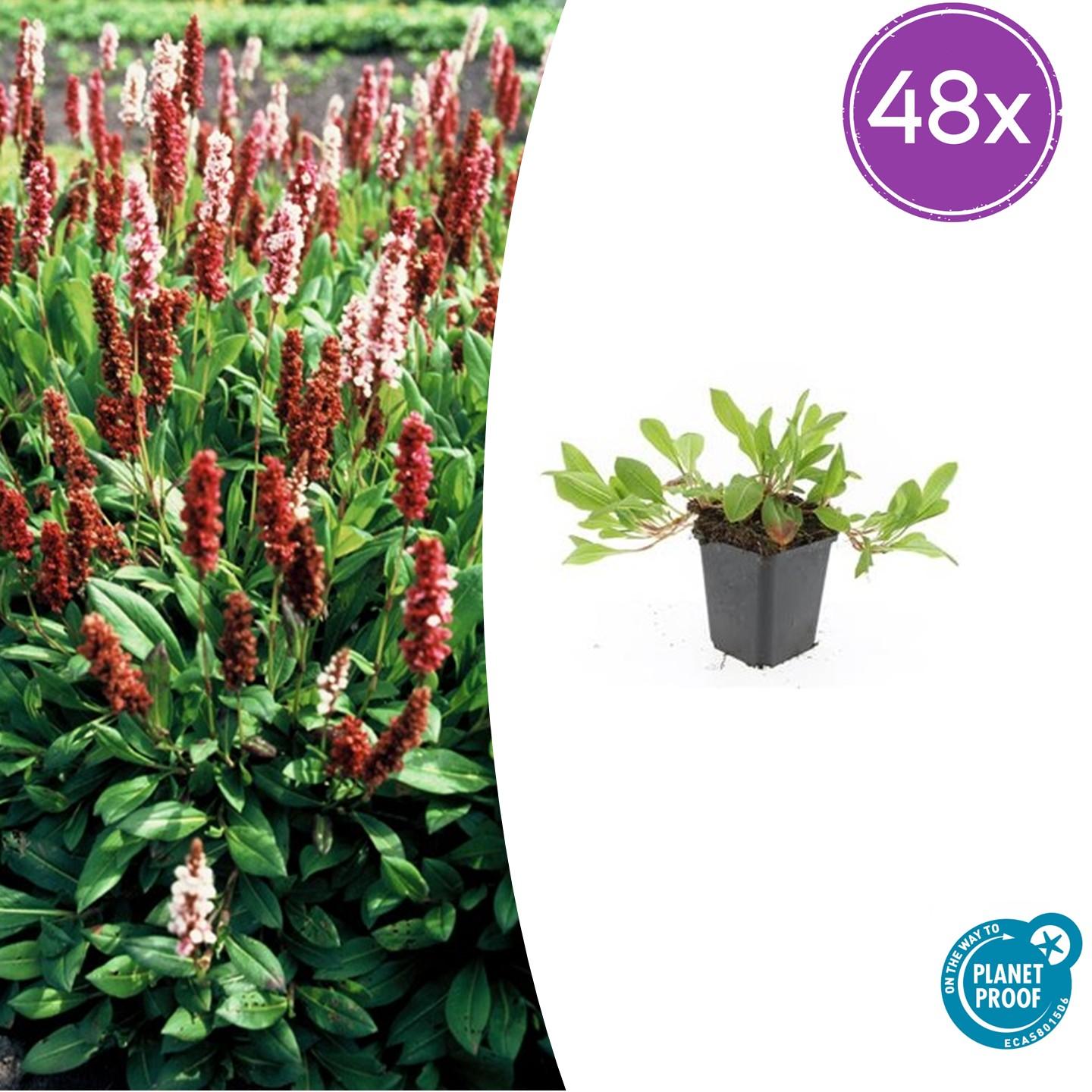 Schneckenknöterich Persicaria aff. 'Darjeeling Red' – ↕10-25cm – Ø9cm – Rotes Laub – Sonne & Halbschatten – Pflegeleichte Staude – Plant