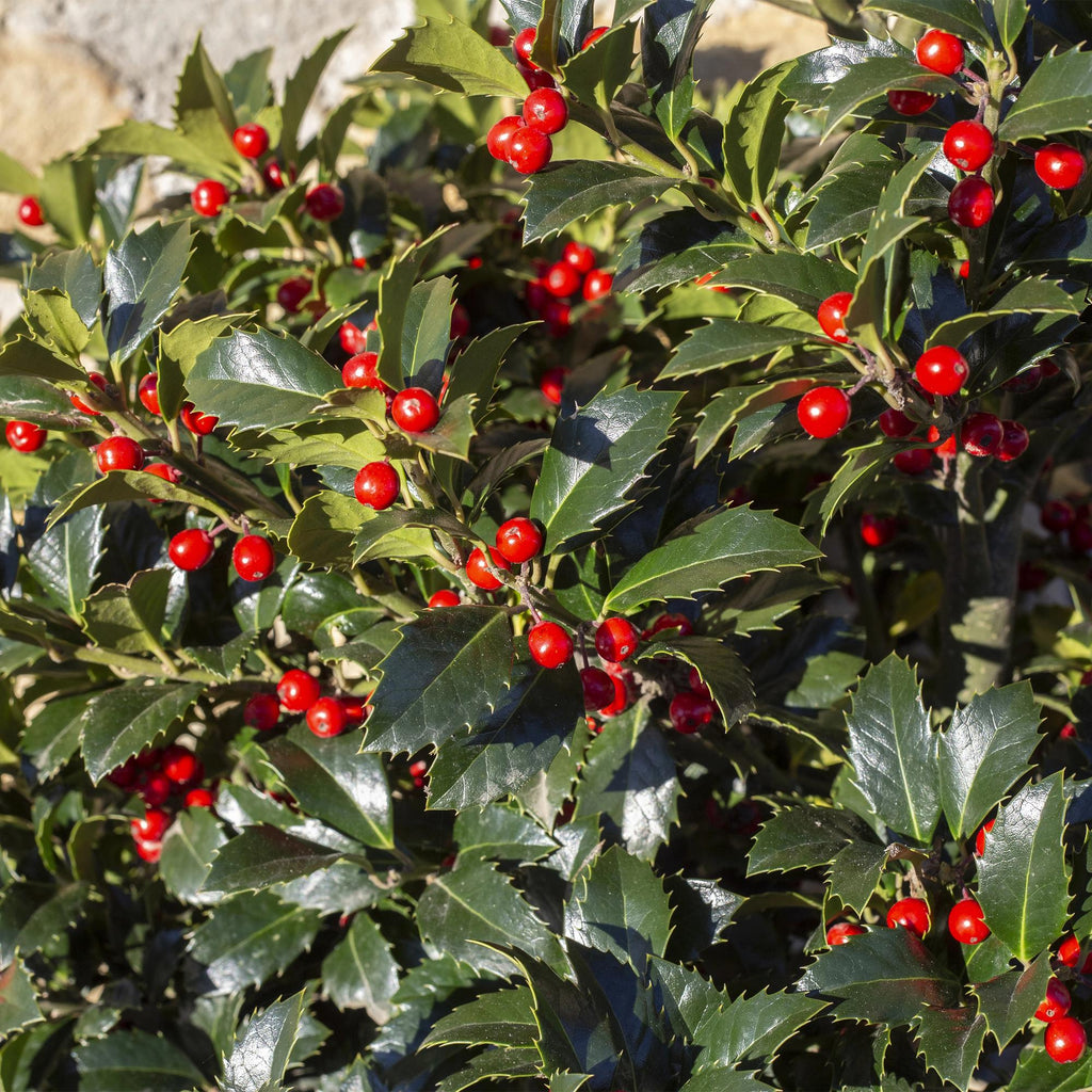 Stechpalme – Ilex meserveae Blue Maid – Heckenpflanze – Blatt grün – 8 Pflanzen – 1 laufender Meter – immergrün – 9cm Höhe 25-30cm – Plant