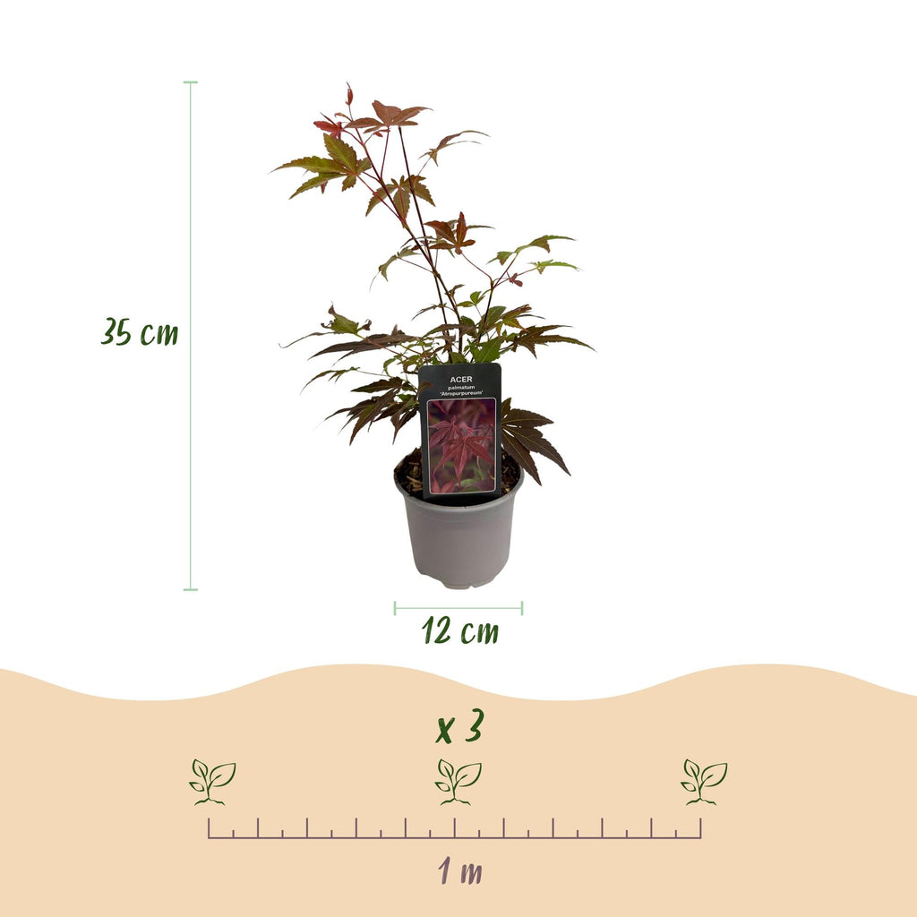 Acer palmatum Atropurpureum – 3 Pflanzen – 12cm – Höhe ca. 35cm – Japanischer Ahorn mit tief lila Blättern & dekorativer Herbstfärbung – Pflegeleicht