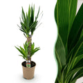 Palmlilie Yucca Elephantipes – 75cm – 17cm – Pflegeleichte Palmlilie mit schmalen, grünen Blättern – Plant