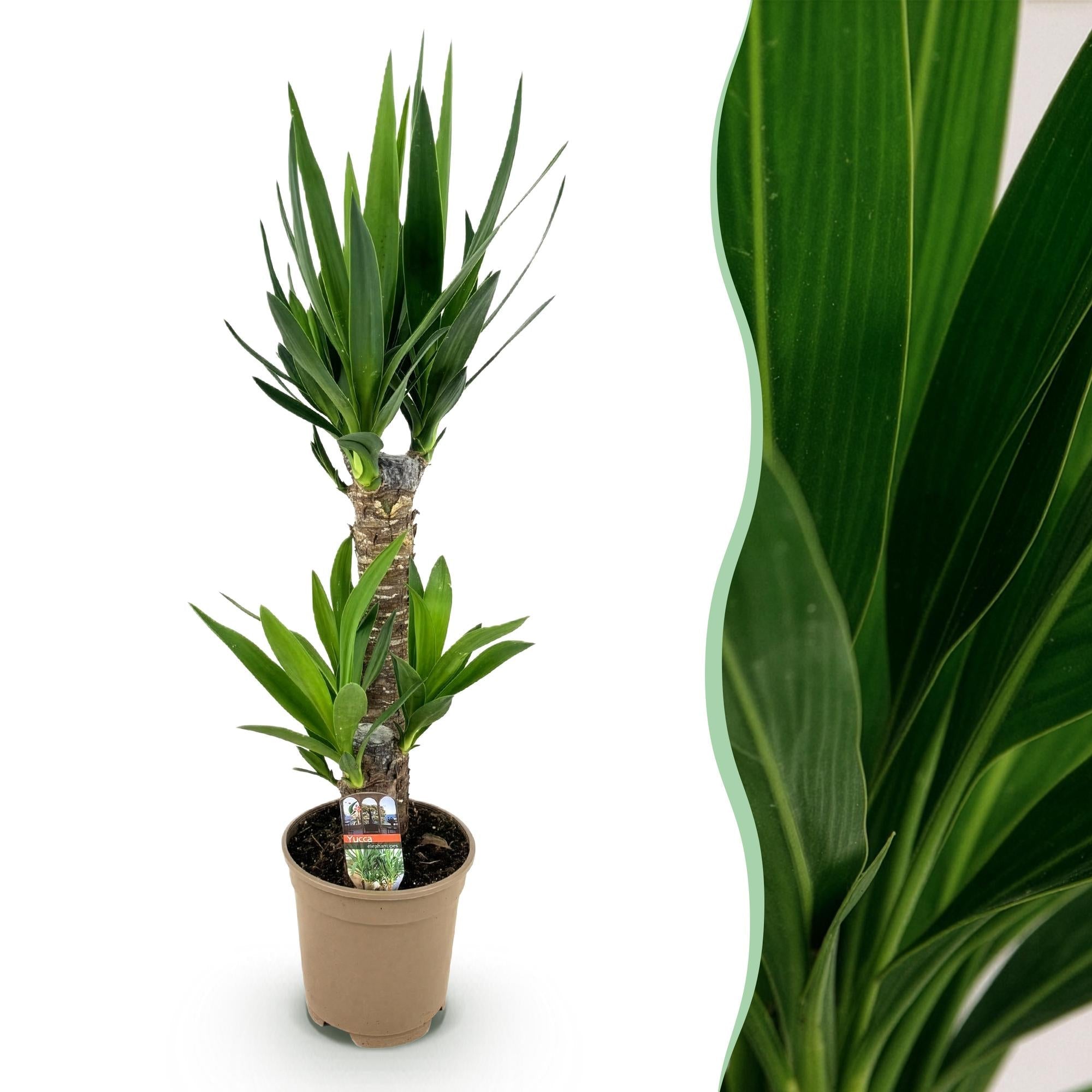 Palmlilie Yucca Elephantipes – 75cm – 17cm – Pflegeleichte Palmlilie mit schmalen, grünen Blättern – Plant