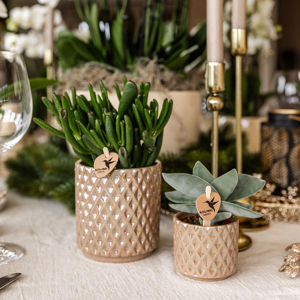 Crassula Hobbit – Sukkulente Ø12cm – Pflegeleichte Zimmerpflanze frisch aus der Gärtnerei – Robuste grüne Pflanze für Wohnzimmer & Büro – Plant