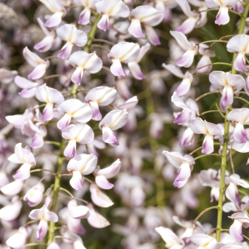 Kletterpflanze Wisteria floribunda Rosea – Rosa Blütentrauben – Frühling – 11cm x H40cm – Pflegeleicht – Für Garten, Pergola & Zaun – Plant