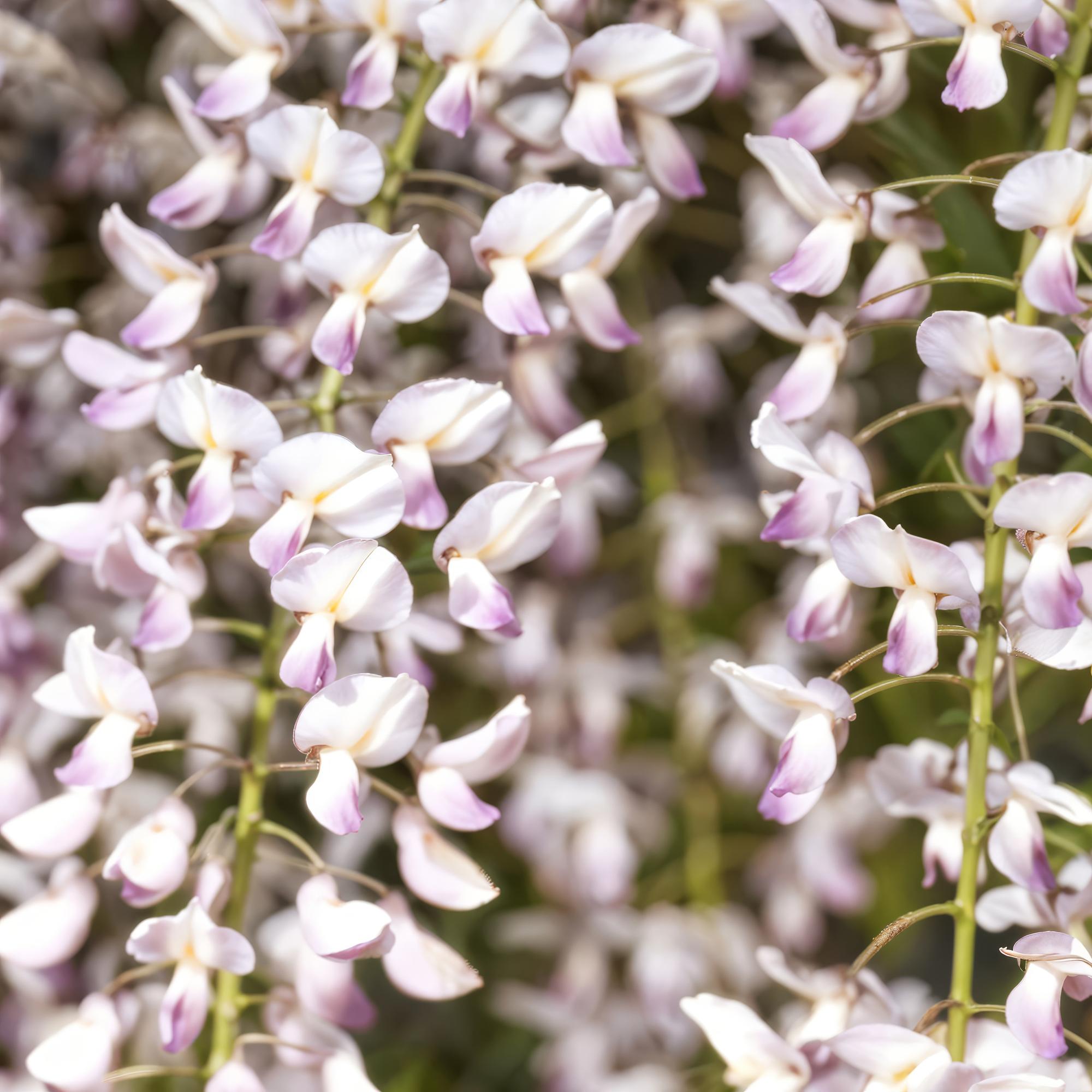 Kletterpflanze Wisteria floribunda Rosea – Rosa Blütentrauben – Frühling – 11cm x H40cm – Pflegeleicht – Für Garten, Pergola & Zaun – Plant