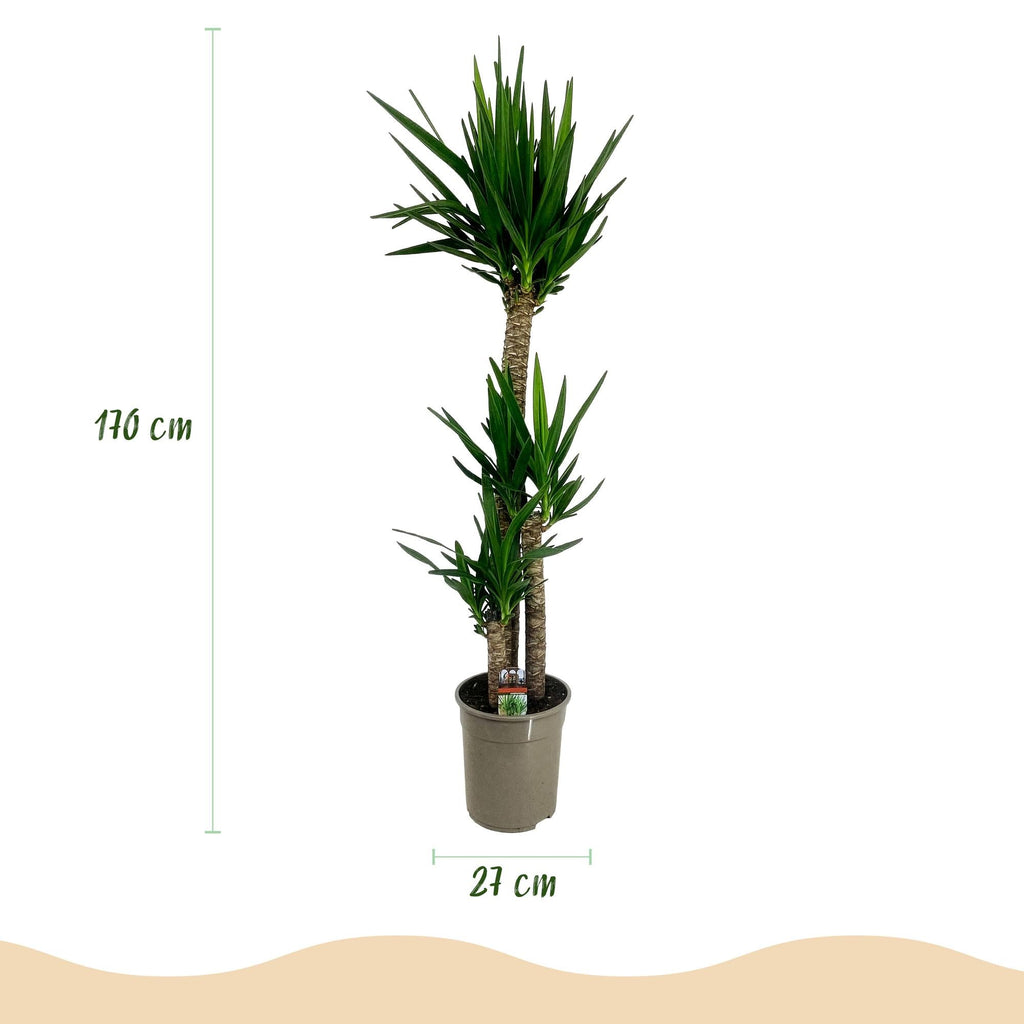 Palmlilie Yucca Elephantipes – 170cm – 27cm – Pflegeleichte, robuste Palmlilie mit langen, schmalen Blättern – Großwüchsige Zimmerpflanze für Wohn – Plant